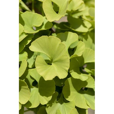 Fächerblattbaum 'Mariken' Ginkgo biloba 'Mariken' 3 L 40- 60 (1/5)