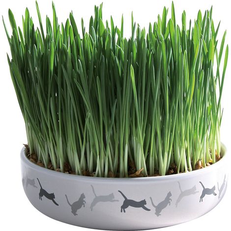 Gamelle Céramique avec herbe à chat, ø15 × 4 cm