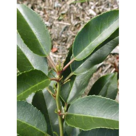 Laurier du Portugal 'Angustifolia' Pot de 3L/4L