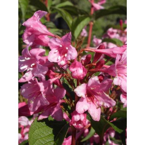 Weigela  'Stelzneri' Pot de 7,5L/10L (1/2)