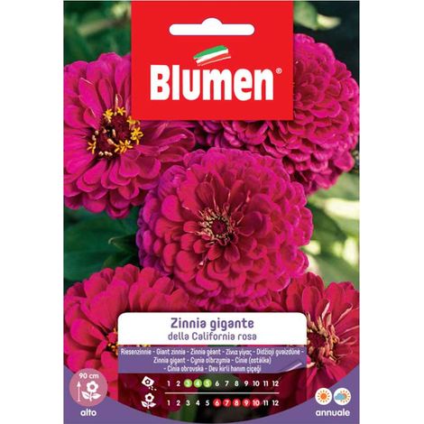 SEMI ZINNIA GIGANTE ROSA CALIFORNIA BLUMEN SEMENTI FIORI