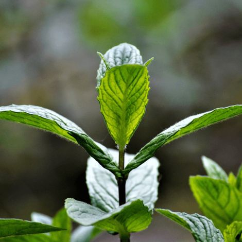 Menthe Chocolate - Prêt à consommer/Pot de 1,5L - 10/20 cm
