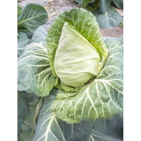 Chou cabus, Chou pommé 'Précoce de Louviers' le sachet de 80 graines environ