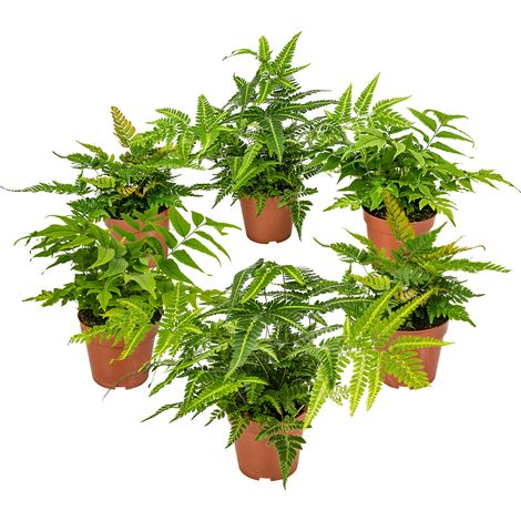 Bloomique - Lot de 6 - Fougères de Jardin - Plantes Vivaces - Rustique - Persistantes - 20-30 cm de Haut - Pot 12 cm