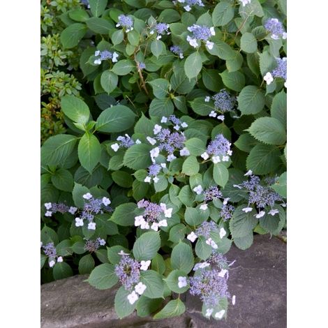 Hortensia 'Mariesii Perfecta' Pot de 2L/3L (1/2)