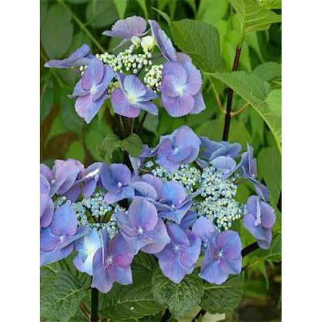 Hortensia 'Zorro'® Pot de 1L/1,5L (1/3)