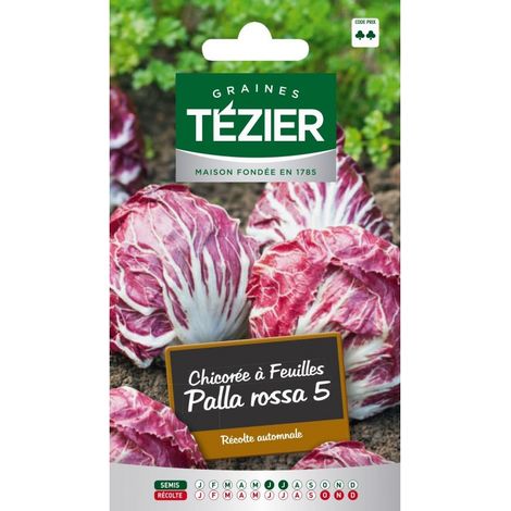 Tezier - Chicorée à feuille Palla rossa 5