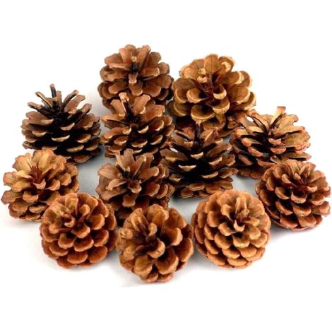 Accessoires de décoration pour sapin de Noël : pommes de pin naturelles, petites pommes de pin séchées, ornements de fleurs séchées, accessoires de décoration photographique, pommes de pin séchées nat (1/5)