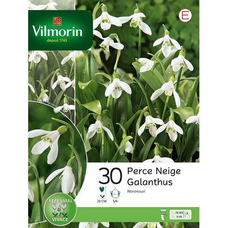 Vilmorin Perce Neige Woronowii (x30) (1/2)