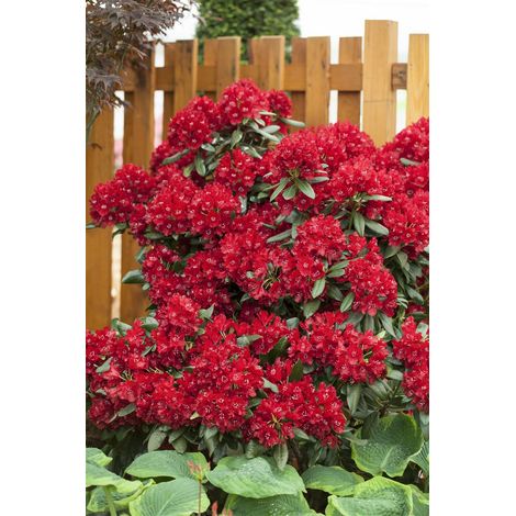 Rhododendron 'Sammetglut' Rhododendron Hybr.'Sammetglut' C 5 30-  40