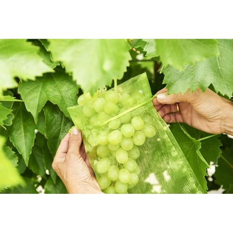 100 pièces Sac de protection de Grappes de Raisin, taille: 30 x 20 cm, couleur: vert, avec cordon, donne protection totale contre les guêpes, les oiseaux, Matériau: Organza (1/5)