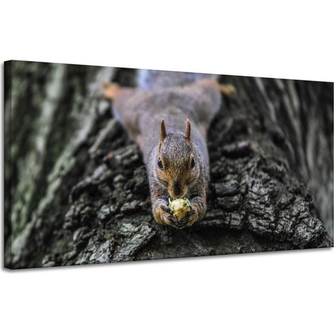 Leinwanddruck Tiere Eichhörnchen Baum 120x60
