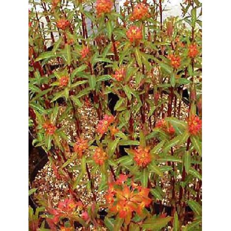 Euphorbe de Griffith 'Fireglow' Godet de 8/9 cm (1/5)