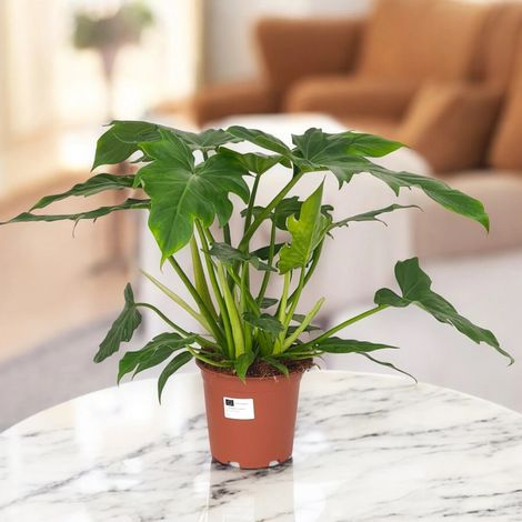 Gardenaria Philodendron 'Lacerum' - Pianta da interno ornamentale - Altezza: 45 cm (vaso 19) (1/5)
