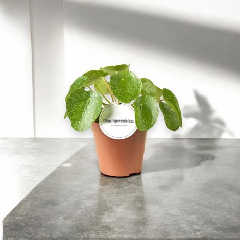 Gardenaria Pilea peperomioides 'Sugar' - Pianta da interno ornamentale - Altezza: 20 cm (vaso 13) (1/5)
