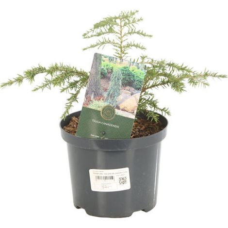 Pruche du Canada Golden Splendor - Tsuga canadensis Golden Splendor Pot 2,5L