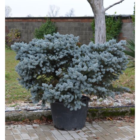 Abete blu pino argentato "Picea pungens glauca globosa" pianta esemplare in mastello ø60 cm FOTO REALI (1/4)