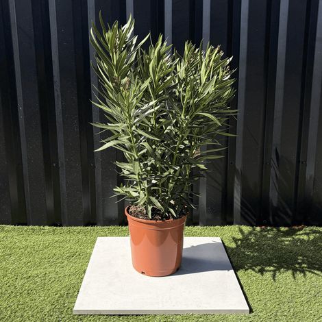 Laurier Rose Nerium Oleander Fleur Blanche Hauteur 100 cm (1/4)
