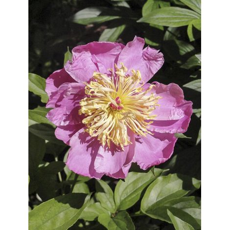 Pivoine de Chine 'Doreen' Pot de 3L/4L
