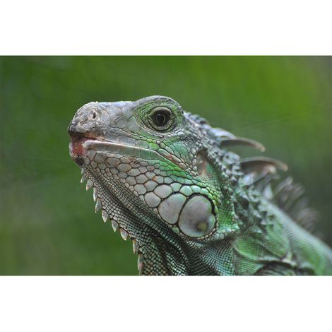 Papier peint panoramique animaux pour salon Tapisserie panoramique originale motif iguane Papier peint panoramique nature pour chambre (1/2)