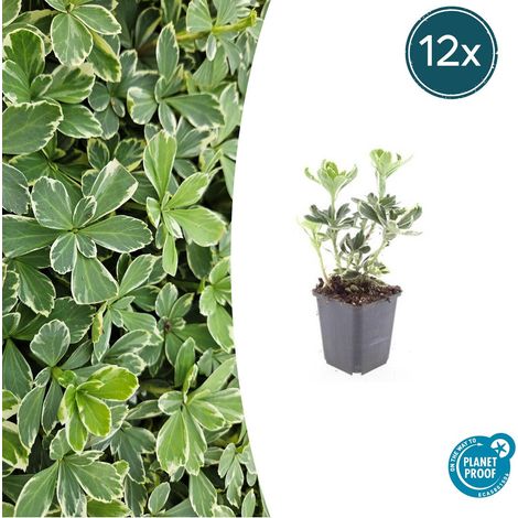 Pachysandra terminalis 'Variegata' Lot de 12 Plantes Couvre-sol Persistant Ombre 10-25 cm Ø 9 cm - PANGIVO (1/5)
