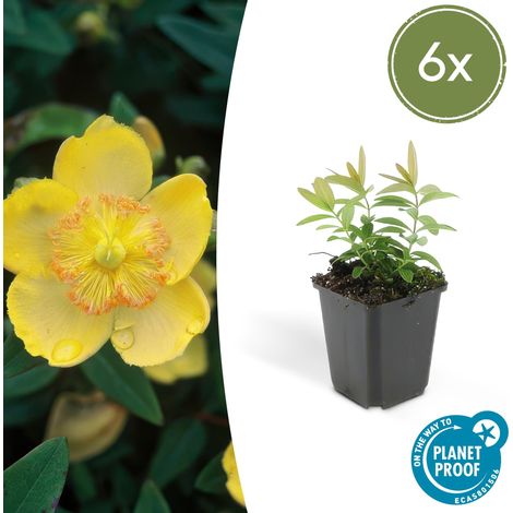 Lot de 6 Millepertuis Hypericum calycinum Couvre-sol Fleurs Jaunes Pot Ø9cm H10-25cm - PANGIVO (1/5)