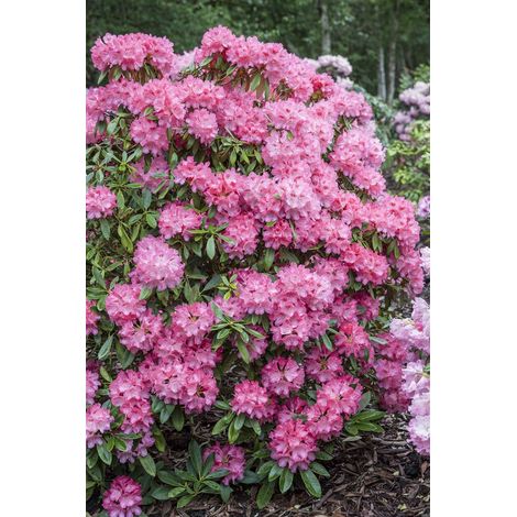 Rhododendron 'Georg Maier' Rhododendron Hybr.'Georg Maier' C 7,5 40- 50