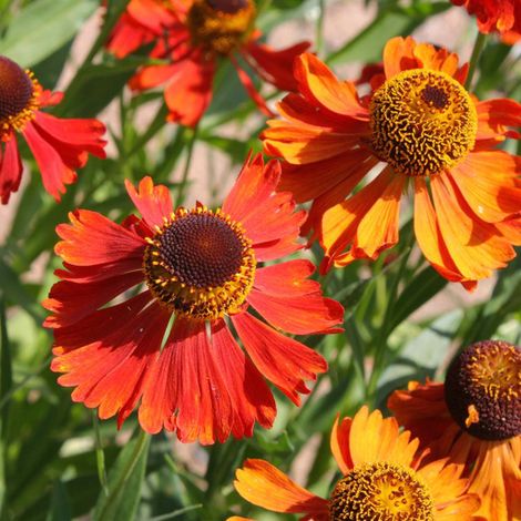 4 x Hélénie  - Helenium 'Moerheim Beauty'  - godet 9x9 cm