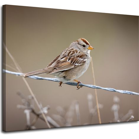Leinwanddruck Tiere Spatz 100x80 cm