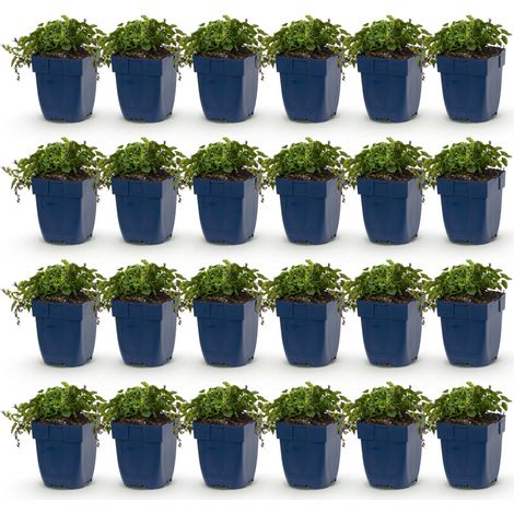 Campanule des Murailles Stella Plante Vivace Couvre-sol Violette Lot de 24 Pot 11cm - PANGIVO (1/5)