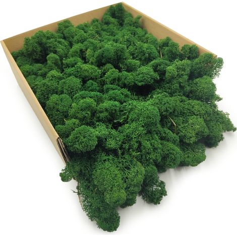 Rentierflechte – Finnisch – Gereinigt – Flaschengrün – 250 g netto