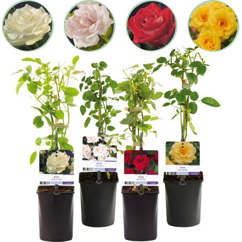 Rosier Grimpant Rosa Rainbow - Lot de 4 Plantes Fleurs Rose Blanc Jaune Rouge - Pot 11cm 40cm - PANGIVO (1/4)