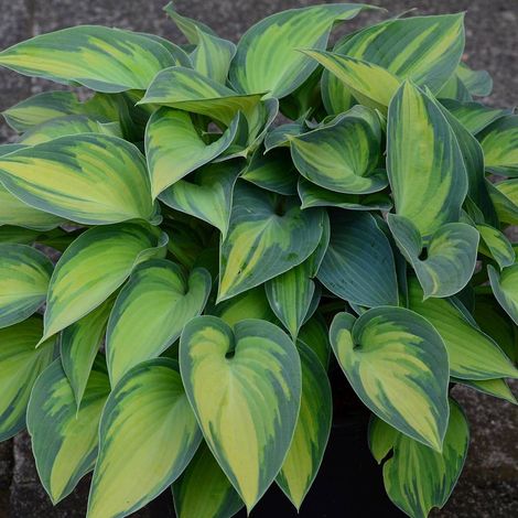 Hosta Great Expectations | Conditionnement: Lot de 3 godets