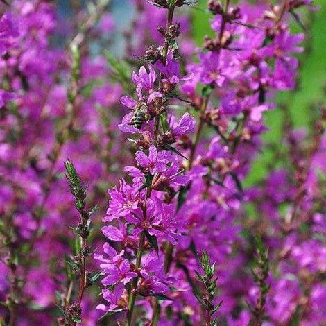4 x Salicaire commune  - Lythrum salicaria 'Robert'  - godet 9x9 (1/5)