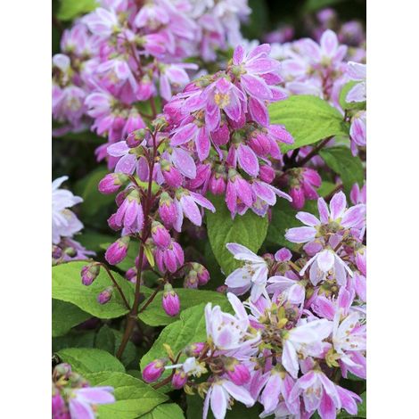 Deutzia 'Tourbillon Rouge' Pot de 2L/3L (1/2)