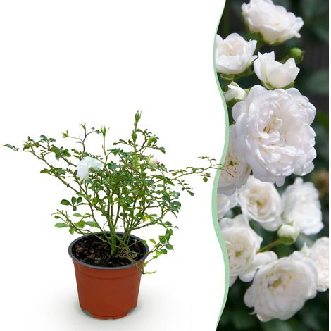 Rosier Rosa White Fairy - Plante de Jardin à Fleurs Blanches - Rustique - Pot 12 cm - 20-25 cm - PANGIVO (1/5)