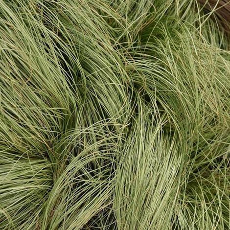 4 x Laîche  - Carex comans 'Frosted Curls'  - godet 9x9 cm