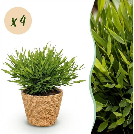 Lot de 4 Plantes d'Intérieur Bamusa Pogonatherum Monica Herbe de Bambou avec Panier Vert 20 cm - PANGIVO (1/5)