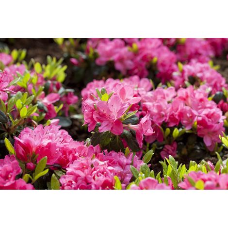 Japanische Azalee 'Canzonetta' Rhododendron obt.'Canzonetta' C 2 20- 25 (1/5)