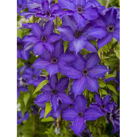 Clématite 'Viva La Vida' Pot de 2L/3L