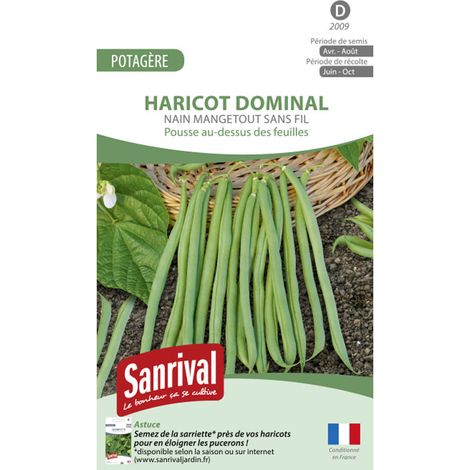 Graines Haricot Sansoucy Mangetout Sans Fil