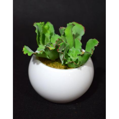 Plante grasse artificielle dans un pot en céramique blanche, hauteur 11 cm, largeur 10 cm (1/2)