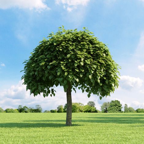 Catalpa bungei "Albero dei sigari" pianta esemplare in mastello h. 4/5 metri (1/5)