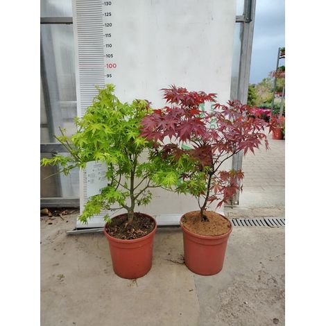 PIANTA DI ACER PALMATUM "ACERO ROSSO" VASO 24 CM ALTEZZA 80/100 CM (FOTO REALI)
