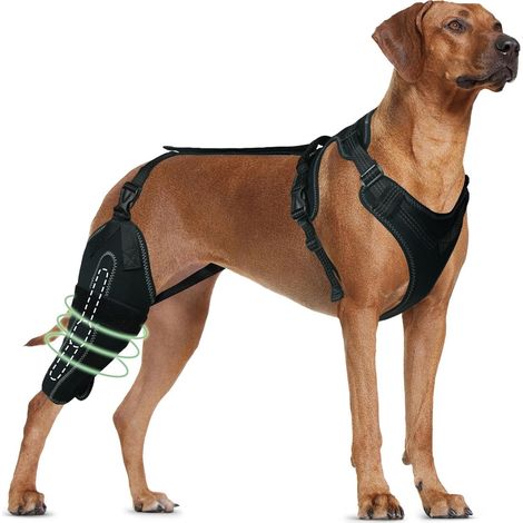 1 attelle pour genou et patte arrière de chien, orthèse ajustable, soutien contre luxation rotulienne, dysplasie de la hanche, arthrite canine (1/5)