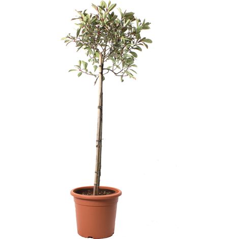 Photinia × Fraseri 'Pink Marble' Mezzo Fusto - Pianta di Fotinia - H 125-150 cm Vaso Ø 28 cm (1/2)