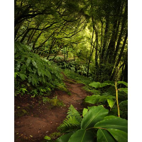 Papier peint panoramique naturel Le Chemin (1/4)