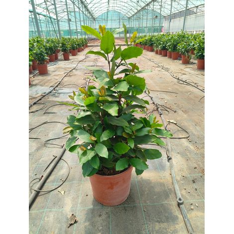 Ixora Coccinea Pot 24 cm Arbuste Persistant à Fleurs Tropical (1/4)