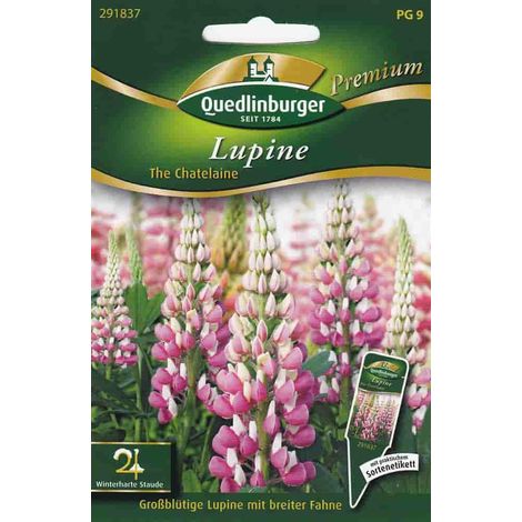 Quedlinburger Lupine The Chatelaine - Blumensamen (1/2)