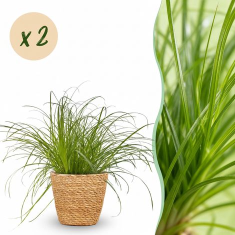 Lot de 2 Plantes d'Intérieur Cyperus alternifolius Zumula avec Panier - Plante à Chats - 20 cm - PANGIVO (1/5)